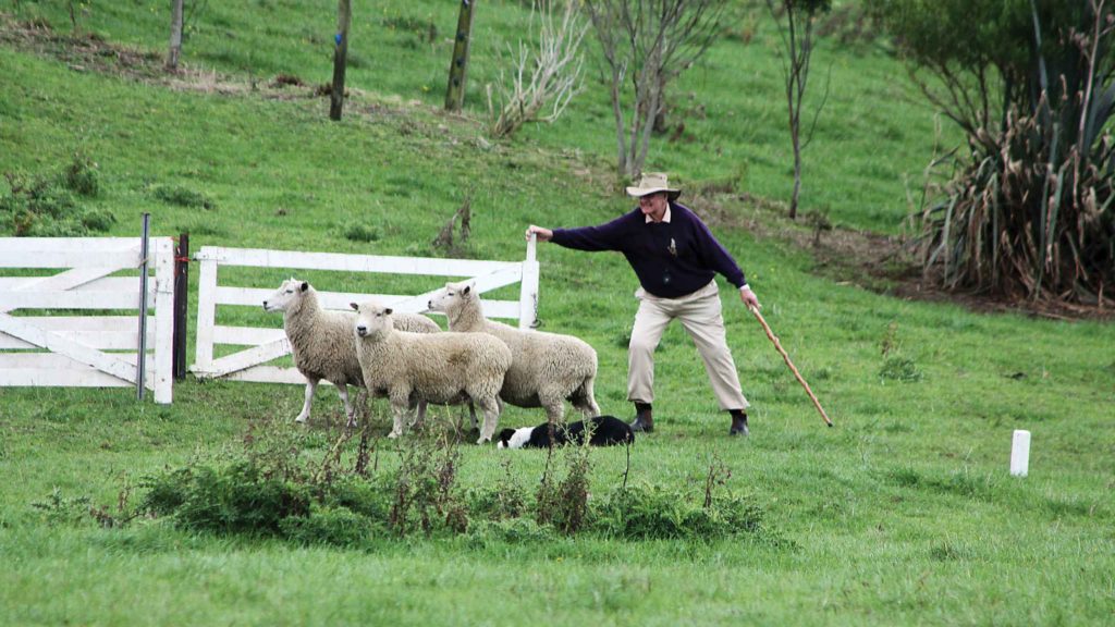 Sheep Dog Trialling