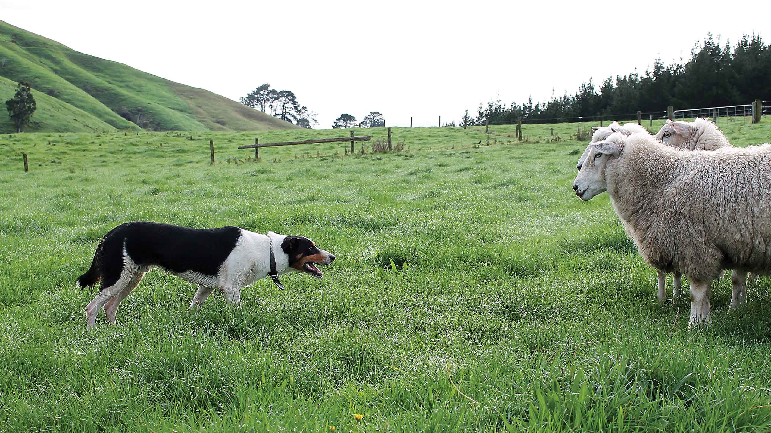 Wild NZ Sheep dogs