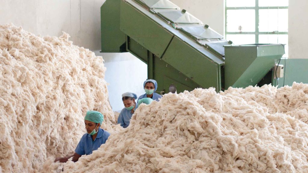 Cotton Sorting at the Spinning Factory, Tamil Nadu