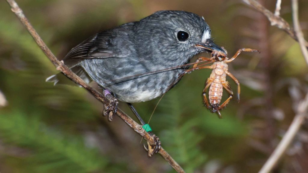 North Island Robin
