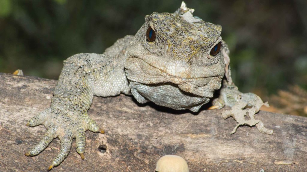 Tuatara