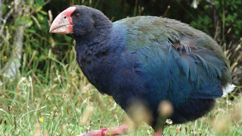 Takahe