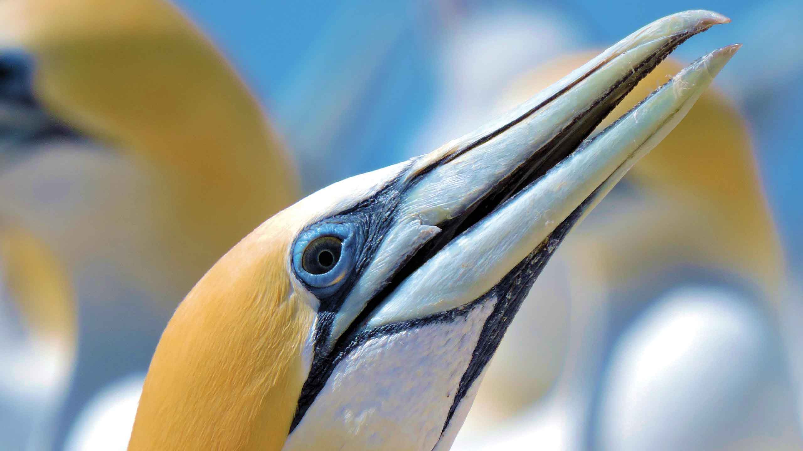 Going Places - Gorgeous Gannets