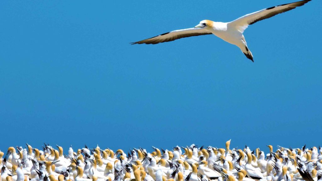 Going Places - Gorgeous Gannets