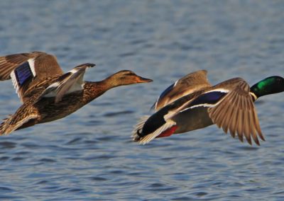 A Quacker of a Season
