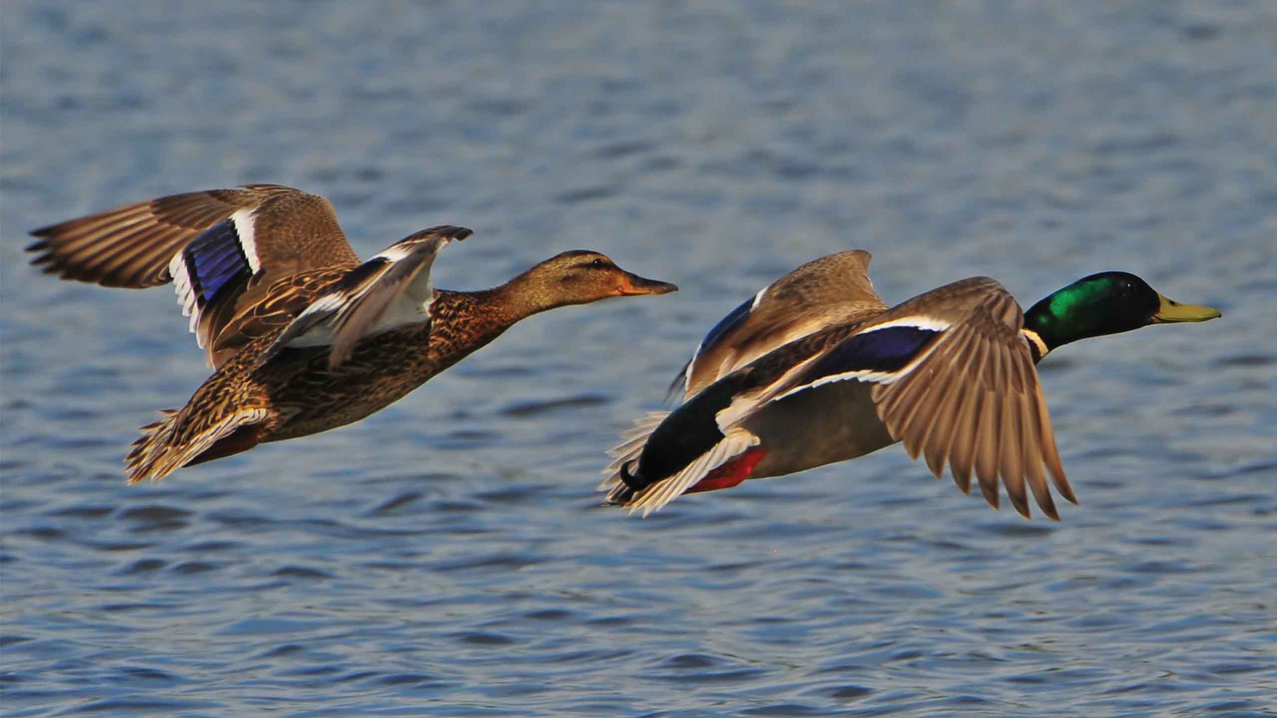 Quacker Flying A Quacker of a Season - Grapevine Magazine