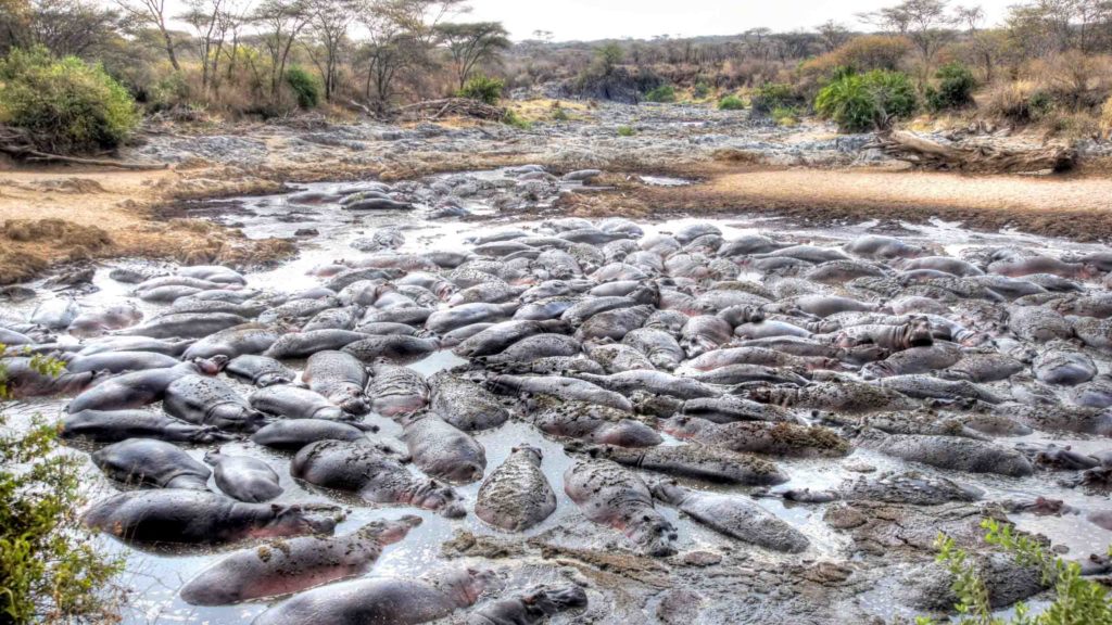 Hippos Africa