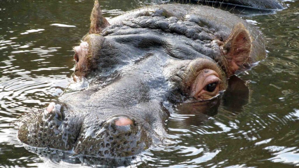 Hippos Africa